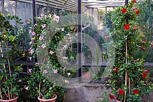 Greenhouse plants, pink and red flowers in pots