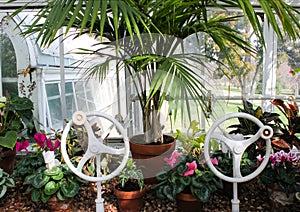 In the greenhouse - plants sit in window of conservatory with two victorian wheel cranks to open windows and a view of outside photo