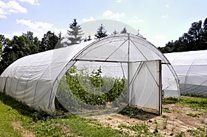Greenhouse with plastic film which raised early tomatoes peppers