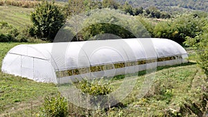 Greenhouse with plastic film which raised early tomatoes peppers