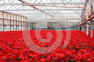 Greenhouse of Poinsettia Flowers