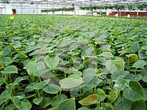 Greenhouse - potter plants