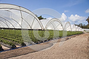 Greenhouse production agriculture photo