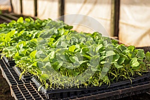 Greenhouse for the production of almond