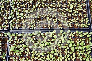 Greenhouse production, vegetable seedling in seedling tray