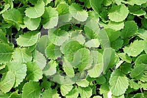 Greenhouse production, vegetable seedling in seedling tray