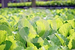 Greenhouse production, vegetable seedling in seedling tray