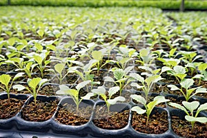 Greenhouse production, vegetable seedling in seedling tray