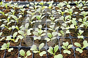 Greenhouse production, vegetable seedling in seedling tray