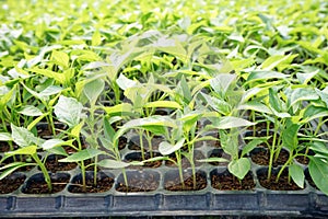 Greenhouse production, vegetable seedling in seedling tray