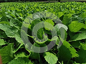 Greenhouse production, vegetable seedling in seedling tray