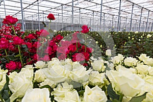 Greenhouse red and white roses