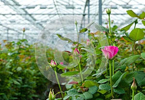 Greenhouse with roses