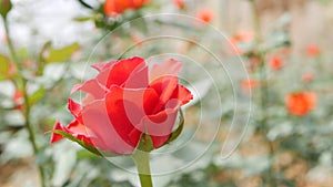 Greenhouse roses growing in small business gardening