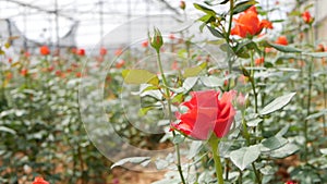 Greenhouse roses growing in small business gardening