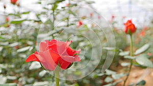 Greenhouse roses growing in small business gardening