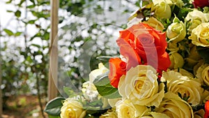 Greenhouse roses growing in small business gardening