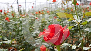 Greenhouse roses growing in small business gardening