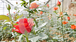 Greenhouse roses growing in small business gardening