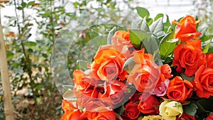 Greenhouse roses growing in small business gardening