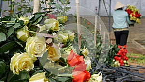 Greenhouse roses growing in small business gardening