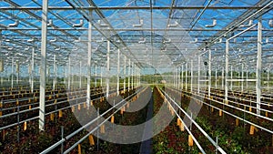 Greenhouse roses growing under daylight.