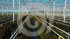 Greenhouse roses growing under daylight.