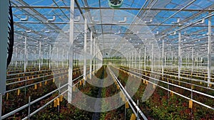 Greenhouse roses growing under daylight.