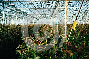 Greenhouse roses growing under daylight.