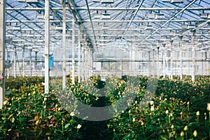 Greenhouse roses growing under daylight.