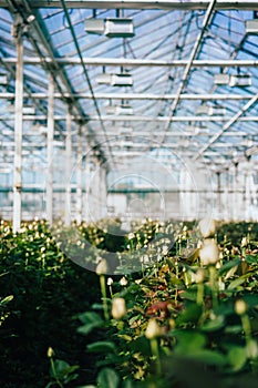 Greenhouse roses growing under daylight.