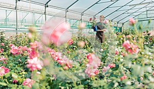Greenhouse with roses in small business gardening