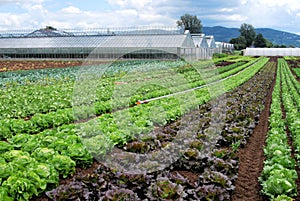 Greenhouse and salad