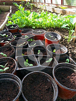 Greenhouse seedling
