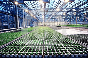 Greenhouse with seedling spring photo