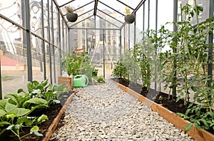 Greenhouse with seedlings of tomatoes and cabbage in the middle of the city yard
