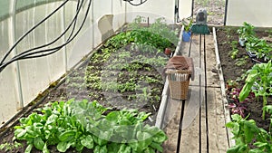 Greenhouse in spring. Seedlings of zucchini, tomatoes and peppers, a variety of seeds for sowing plants, the first