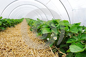 Greenhouse for strawberry cultivation photo