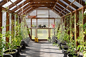 Greenhouse with a table full of gardening tools and tomatoes growing in pots on a brick floor. Hobbies and relaxation concept