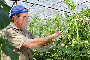 Greenhouse tomato crop