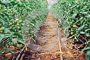 Greenhouse tomato cultur