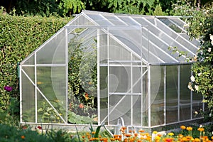 Greenhouse with tomato plants