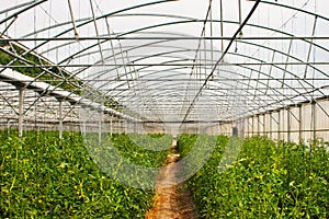 Greenhouse tomato production