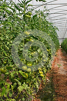 Greenhouse tomato production