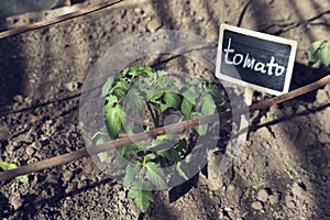Greenhouse with tomato seedling. Signboard