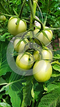 Greenhouse tomatoes close-up. A bunch of unripe green tomatoes growing in a greenhouse on a sunny day