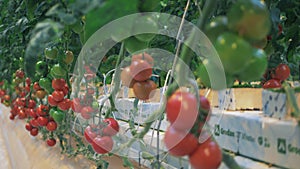 Greenhouse tomatoes connected to the fertilizing system. Agriculture industry concept.