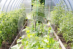Greenhouse with tomatoes, cucumbers and peppers. Growing vegetables in a greenhouse. Agriculture.