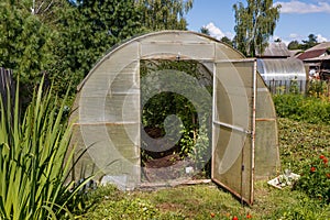 Greenhouse for tomatoes in the garden.