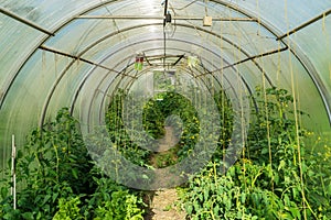 Greenhouse tomatoes and green peppers